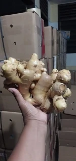 Supplier Fresh Ginger