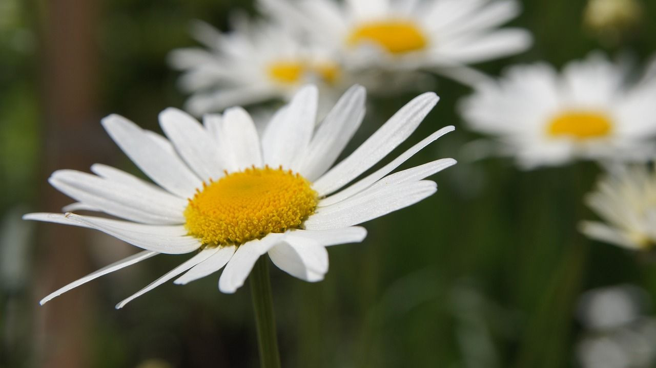 Buy Pyrethrum from Gold Click Brokers, Tanzania | Tradewheel.com