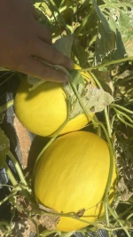 FRESH YELLOW MELON