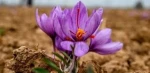 saffron