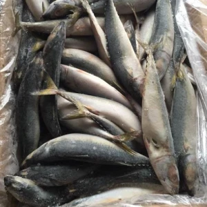Frozen Pacific Mackerel