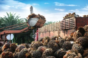 Refine palm oil