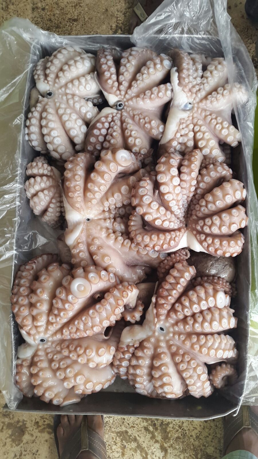 Buy Frozen Octopus from Elveth sarl, Mauritania | Tradewheel.com
