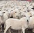 Import LIVE GOATS/CATTLE/SHEEPS from South Africa