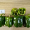 P1702 Green Sweet Bell Pepper Variety for Greenhouse