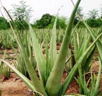 aloevera leafs