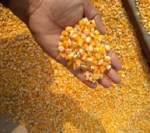 NON-GMO Maize/Corn