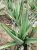 Import aloevera leafs from India