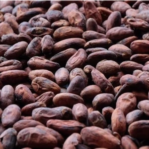 High Grade Dried Raw Cocoa Beans for Sale