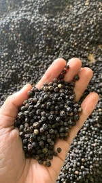 Black Pepper