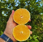 Laranja