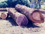 Factory Price Purpleheart Logs Bulk Sale Durable Decorative Wood