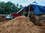 Coconut Fiber / Coir Fibre