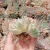 Import 071 Echeveria Pink Alex Glass Terrarium Live Indoor beautiful flower variegated Live Plant Rare Indoor Plant from China