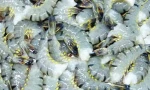 Black Tiger Shrimps