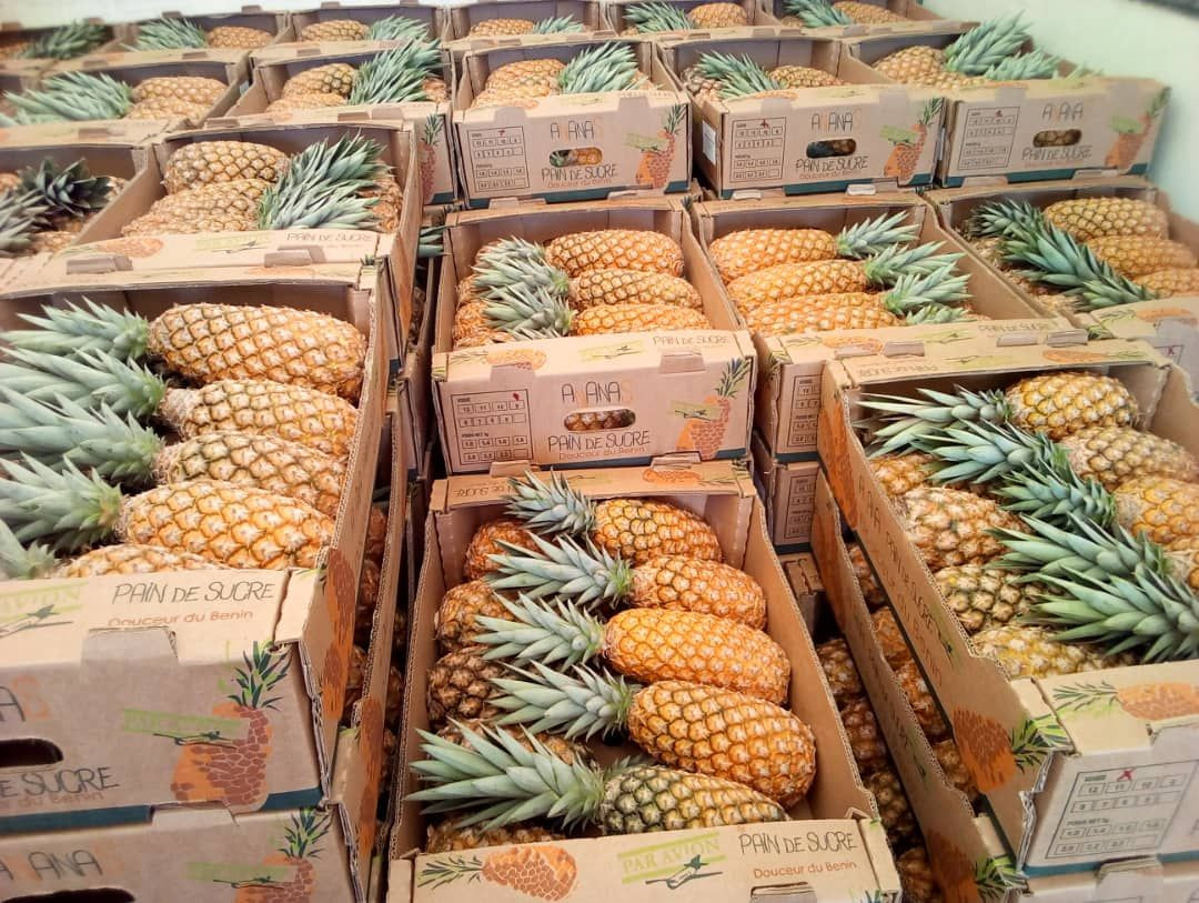 Buy Pineapple from Paraclet Trading, Belgium | Tradewheel.com
