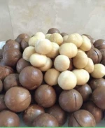 100% Natural macadamia nuts with best price (whatsapp:+84 911 585 628)