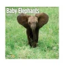 2021 Baby Elephants Wall Calendar
