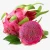 Import 2021 Healthy 100% Fresh Viet Nam Dragon Fruit !!! from China