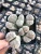 Import 4-5 heads Lithops cactus succulent plants living stones Lithops from China