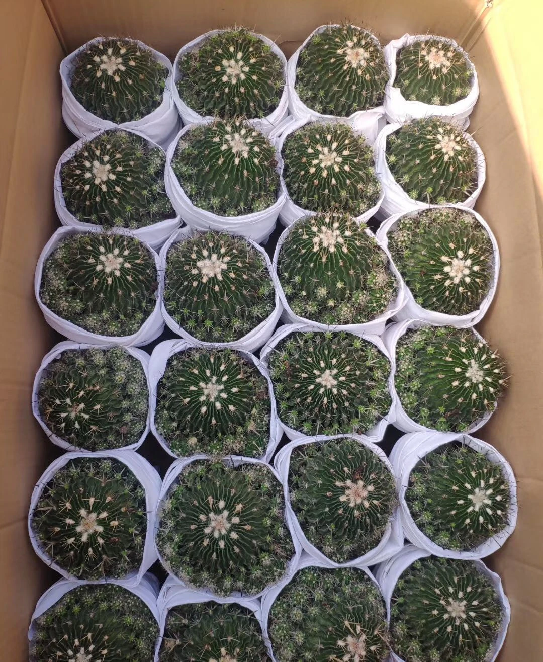 8-9cm   Stenocactus multicostatus  mini indoor Thailand succulent nursery cactus plant