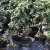Import a Large Number Of farm bonsai s shape low price from China