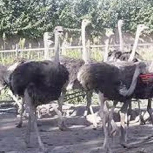 Adults Ostrich Available in stock