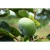 Import Antibacterial Persimmon Juice Extract Wholesale Natural Soap from Japan