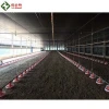 Automatic poultry control shed equipment for chicken broiler and breeder