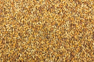 Barley for Malt, Barley Feed, Malted Barley Animal feed Supplier/Wholesaler