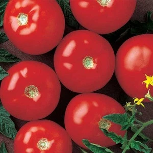 BEST RED FRESH TOMATOES READY FOR SALE