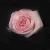 Import Best sales and beautiful fresh cut rose flowers from China