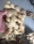 Import Best sell fresh/dried/power ginger for new crops 2018 from Vietnam