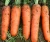 Import Bulk Cheap Fresh Carrot from China