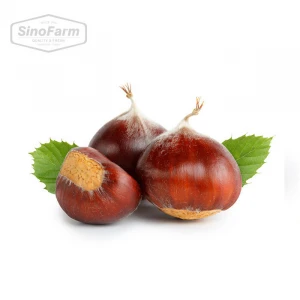Bulk Fresh Chestnuts for sale