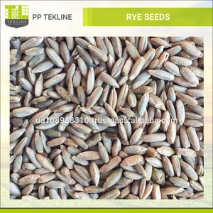 Certified Organic Rye with High Germination Rate rye seeds For Ornamental Grass