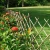 Import Cheap Garden Bamboo Folding Fencing Trellis from China