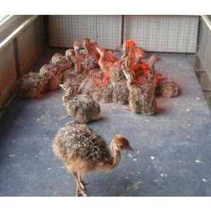 Cheap!! Healthy Ostrich Chicks  and Fertile Eggs