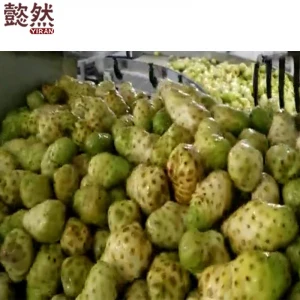 China Hainan factory manufacturer export Organic 100% natural dried noni fruit slice health food tea