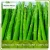 Import Chinese Fresh Asparagus Prices from China