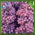 Import Chinese grape fresh grape new season grape price from China