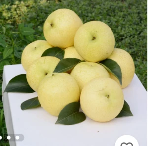 Chinese New Fresh Pear Organic Golden Pear