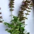 Import Clary Sage Hydrosol, Salvia Triloba-Salvia Pratensis-Greek Sage from Republic of Türkiye