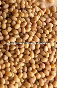 Clover (Barseem) Seeds