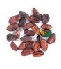 Cocoa beans - Theobroma cacao