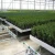Import Commercial agricultural cheap plastic tunnel other greenhouse for sale from China