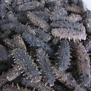 Dried Sea Cucumber High Quality and Best Price