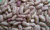 Dry Pinto Beans or Light Speckled Kidney Beans(Long Shape) Size 220-240 PCS