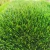 Import Easy-fit china grass artificial wall outdoor,natural grass carpet turf from China