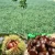 Import Easy to Peel 5KG Fresh Chestnut from China